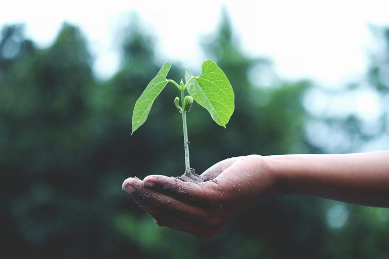 a seed sprouting in soil in the palm of someones hand